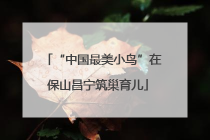 “中国最美小鸟”在保山昌宁筑巢育儿