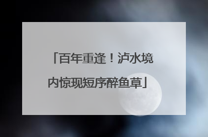 百年重逢！泸水境内惊现短序醉鱼草