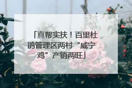 真帮实扶！百里杜鹃管理区两村“威宁鸡”产销两旺