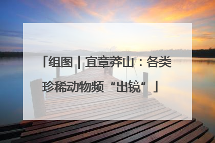 组图｜宜章莽山：各类珍稀动物频“出镜”