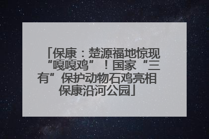 保康：楚源福地惊现“嘎嘎鸡”！国家“三有”保护动物石鸡亮相保康沿河公园