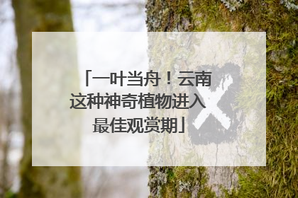 一叶当舟！云南这种神奇植物进入最佳观赏期