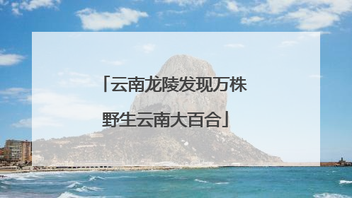 云南龙陵发现万株野生云南大百合