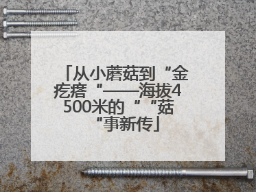从小蘑菇到“金疙瘩“——海拔4500米的““菇“事新传