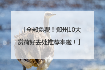 全部免费！郑州10大赏荷好去处推荐来啦！