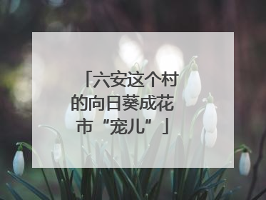 六安这个村的向日葵成花市“宠儿”