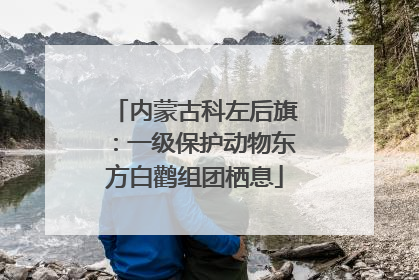 内蒙古科左后旗：一级保护动物东方白鹳组团栖息