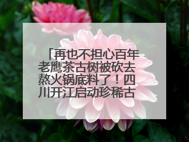 再也不担心百年老鹰茶古树被砍去熬火锅底料了！四川开江启动珍稀古茶树专项保护