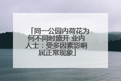 同一公园内荷花为何不同时盛开 业内人士：受多因素影响 属正常现象