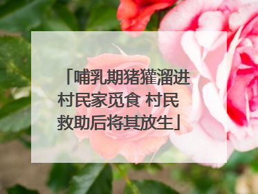 哺乳期猪獾溜进村民家觅食 村民救助后将其放生