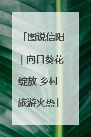 图说信阳｜向日葵花绽放 乡村旅游火热