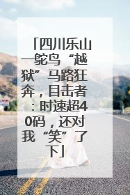 四川乐山一鸵鸟“越狱”马路狂奔，目击者：时速超40码，还对我“笑”了下