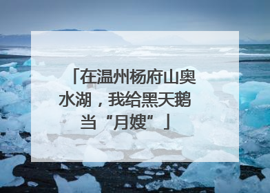 在温州杨府山奥水湖，我给黑天鹅当“月嫂”