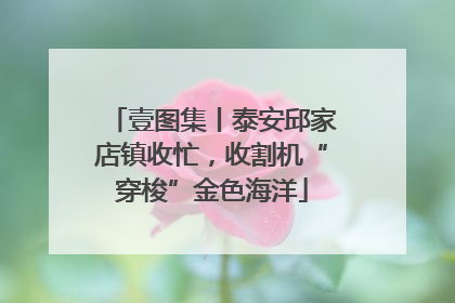 壹图集丨泰安邱家店镇收忙，收割机“穿梭”金色海洋