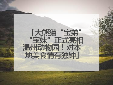 大熊猫“宝弟”“宝妹”正式亮相温州动物园！对本地美食情有独钟