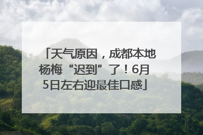 天气原因，成都本地杨梅“迟到”了！6月5日左右迎最佳口感