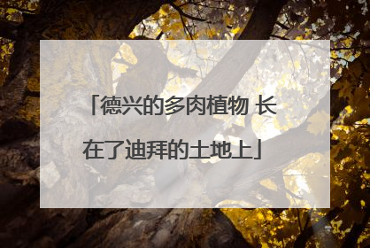 德兴的多肉植物 长在了迪拜的土地上