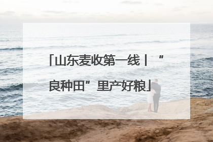 山东麦收第一线丨“良种田”里产好粮