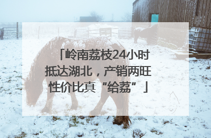 岭南荔枝24小时抵达湖北，产销两旺性价比真“给荔”