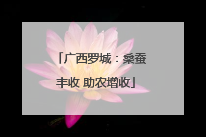 广西罗城：桑蚕丰收 助农增收