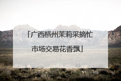 广西横州茉莉采摘忙 市场交易花香飘