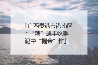 广西贵港市港南区：“藕”遇丰收季 泥中“掘金”忙