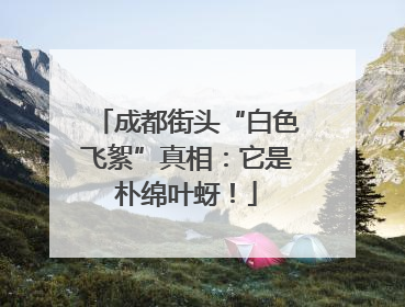 成都街头“白色飞絮”真相：它是朴绵叶蚜！