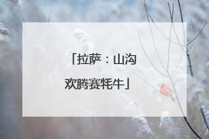 拉萨：山沟欢腾赛牦牛