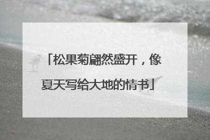 松果菊翩然盛开，像夏天写给大地的情书