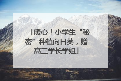 暖心！小学生“秘密”种植向日葵，赠高三学长学姐