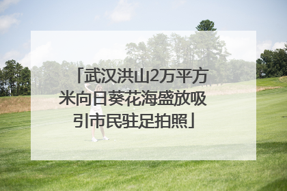 武汉洪山2万平方米向日葵花海盛放吸引市民驻足拍照