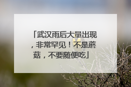 武汉雨后大量出现，非常罕见！不是蘑菇，不要随便吃