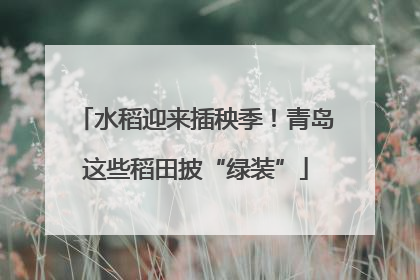 水稻迎来插秧季！青岛这些稻田披“绿装”