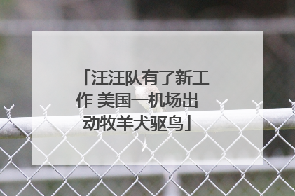 汪汪队有了新工作 美国一机场出动牧羊犬驱鸟