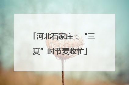 河北石家庄：“三夏”时节麦收忙