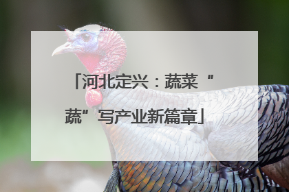 河北定兴：蔬菜“蔬”写产业新篇章