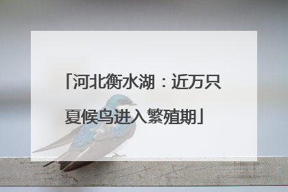 河北衡水湖：近万只夏候鸟进入繁殖期