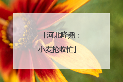 河北隆尧：小麦抢收忙