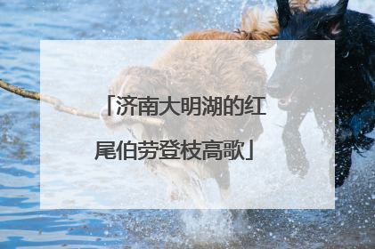 济南大明湖的红尾伯劳登枝高歌