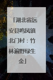 湖北省远安县鸣凤镇北门村：竹林遍野绿生金