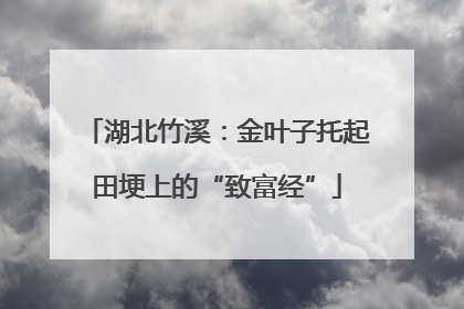 湖北竹溪：金叶子托起田埂上的“致富经”