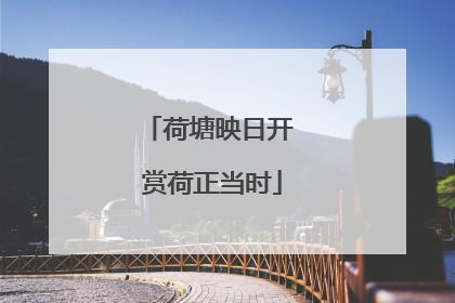 荷塘映日开 赏荷正当时