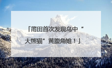 莆田首次发现鸟中“大熊猫”黄腹角雉！