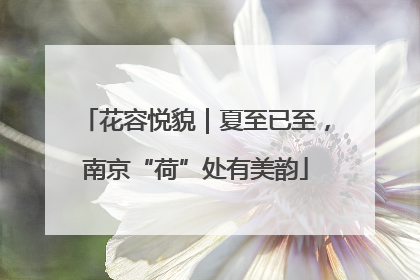 花容悦貌｜夏至已至，南京“荷”处有美韵