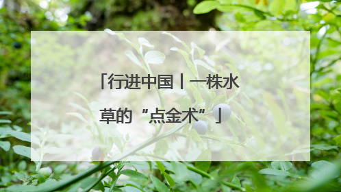 行进中国丨一株水草的“点金术”