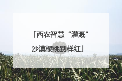 西农智慧“灌溉” 沙漠樱桃别样红