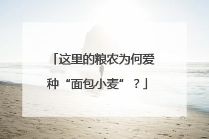 这里的粮农为何爱种“面包小麦”？