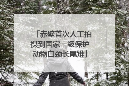 赤壁首次人工拍摄到国家一级保护动物白颈长尾雉