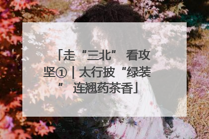 走“三北” 看攻坚①｜太行披“绿装” 连翘药茶香