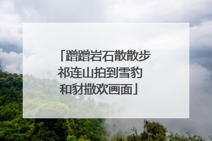 蹭蹭岩石散散步 祁连山拍到雪豹和豺撒欢画面